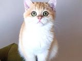 Zümrüt Gözlü British Shorthair Golden Ny12 Mükemmel Renkli