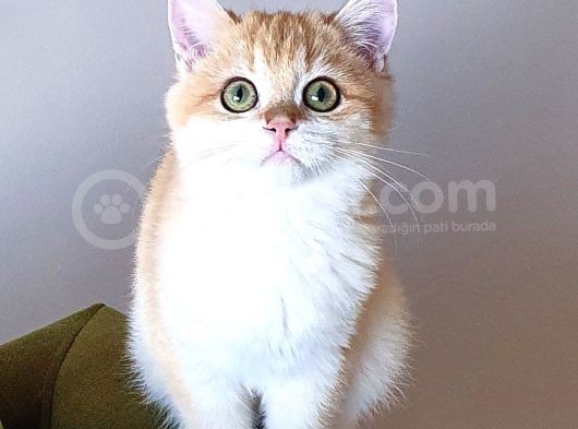 Zümrüt Gözlü British Shorthair Golden Ny12 Mükemmel Renkli görsel