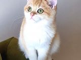 Zümrüt Gözlü British Shorthair Golden Ny12 Mükemmel Renkli