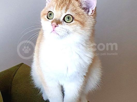 Zümrüt Gözlü British Shorthair Golden Ny12 Mükemmel Renkli görsel
