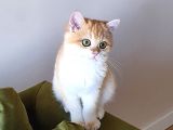 Zümrüt Gözlü British Shorthair Golden Ny12 Mükemmel Renkli