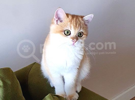 Zümrüt Gözlü British Shorthair Golden Ny12 Mükemmel Renkli görsel