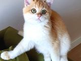 Zümrüt Gözlü British Shorthair Golden Ny12 Mükemmel Renkli