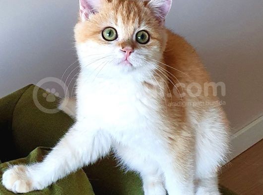 Zümrüt Gözlü British Shorthair Golden Ny12 Mükemmel Renkli