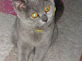 Kedi British Shorthair