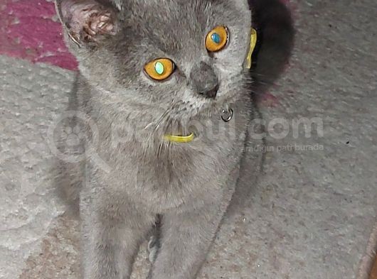 Kedi British Shorthair görsel