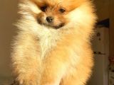 Teacup Orange Pomerani̇an Boo