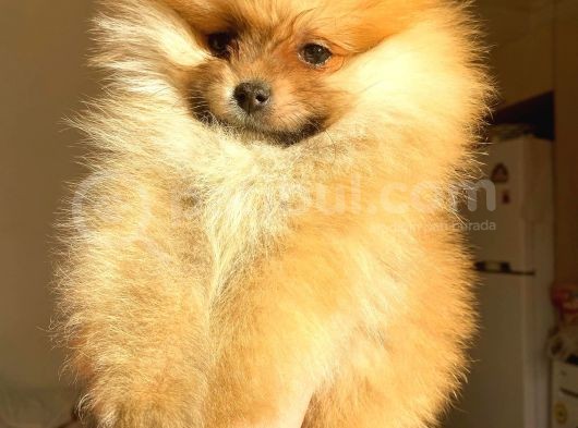 Teacup Orange Pomerani̇an Boo görsel