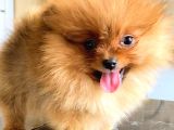 Orange Pomerani̇an Boo Yavrumuz