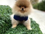 Show Kali̇te Pomerani̇an Boo Yavrular