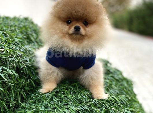 Show Kali̇te Pomerani̇an Boo Yavrular görsel