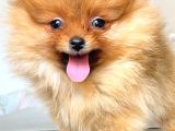 Orange Pomerani̇an Boo Yavrumuz