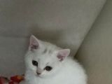 British Shorthair 3 Aylık Dişi