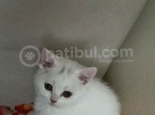 British Shorthair 3 Aylık Dişi görsel
