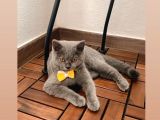 Kedi British Shorthair