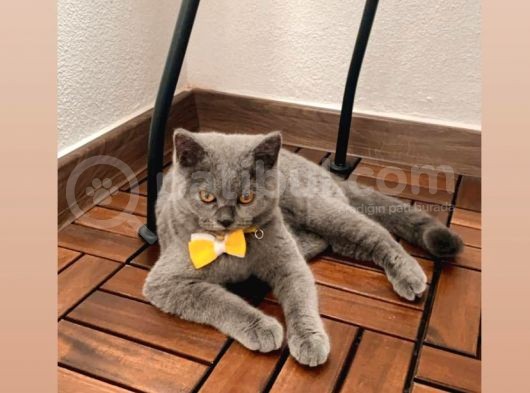 Kedi British Shorthair