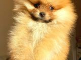 Teacup Orange Pomerani̇an Boo