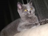 Kedi British Shorthair