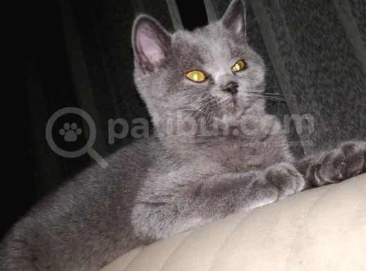 Kedi British Shorthair görsel