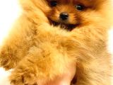 Pomerani̇an Boo Orange Yavrularim
