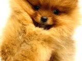 Pomerani̇an Boo Orange Yavrularim