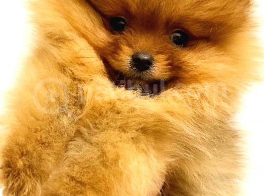 Pomerani̇an Boo Orange Yavrularim görsel