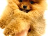 Pomerani̇an Boo Orange Yavrularim