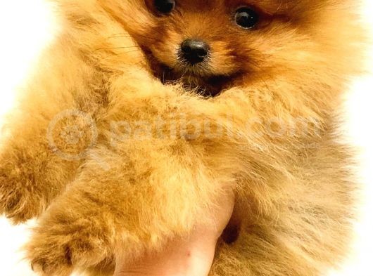 Pomerani̇an Boo Orange Yavrularim görsel