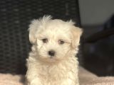 Show Kalite Maltese Terier Bebekler