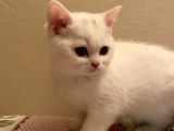 British Shorthair 3 Aylık Dişi
