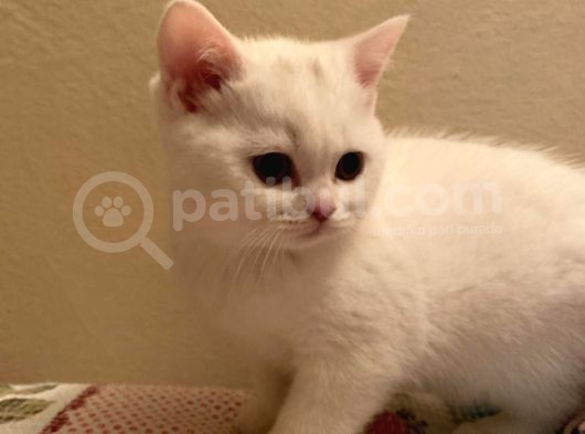 British Shorthair 3 Aylık Dişi görsel