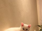 British Shorthair 3 Aylık Dişi