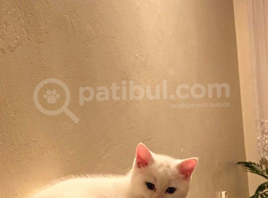 British Shorthair 3 Aylık Dişi görsel
