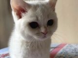 British Shorthair 3 Aylık Dişi