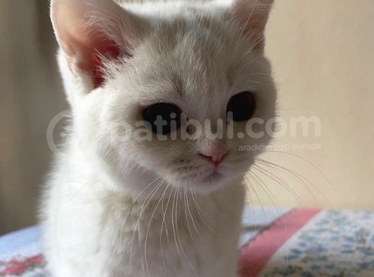 British Shorthair 3 Aylık Dişi görsel