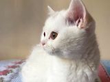 British Shorthair 3 Aylık Dişi