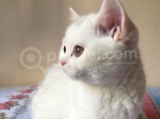 British Shorthair 3 Aylık Dişi görsel