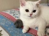 British Shorthair 3 Aylık Dişi