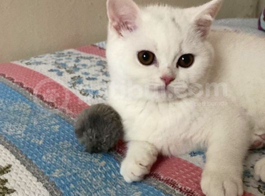 British Shorthair 3 Aylık Dişi görsel