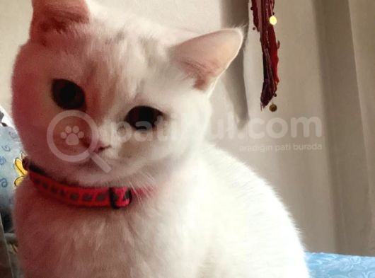 British Shorthair 3 Aylık Dişi görsel