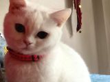 British Shorthair 3 Aylık Dişi