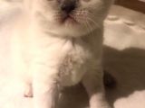 Bebeklerimiz Sahiplerini Arıyor