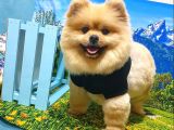 Ayı Surat Tıraşlı Pomeranian Boo Dişi Yetişkinimiz
