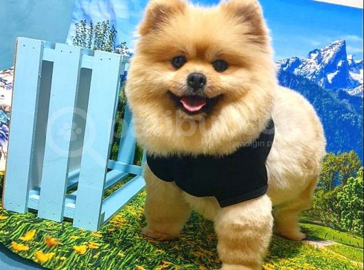 Ayı Surat Tıraşlı Pomeranian Boo Dişi Yetişkinimiz görsel