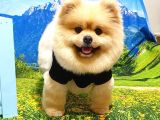 Ayı Surat Tıraşlı Pomeranian Boo Dişi Yetişkinimiz