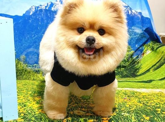 Ayı Surat Tıraşlı Pomeranian Boo Dişi Yetişkinimiz görsel