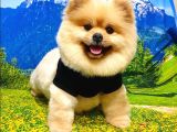 Ayı Surat Tıraşlı Pomeranian Boo Dişi Yetişkinimiz