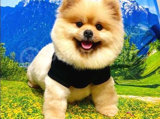 Ayı Surat Tıraşlı Pomeranian Boo Dişi Yetişkinimiz