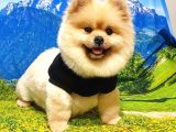 Ayı Surat Tıraşlı Pomeranian Boo Dişi Yetişkinimiz