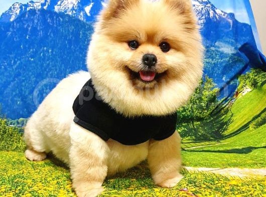 Ayı Surat Tıraşlı Pomeranian Boo Dişi Yetişkinimiz görsel